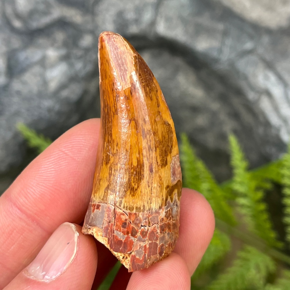 Carcharodontosaurus Tooth