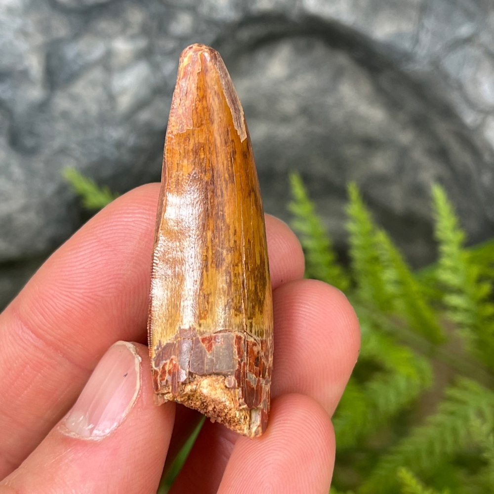 Carcharodontosaurus Tooth