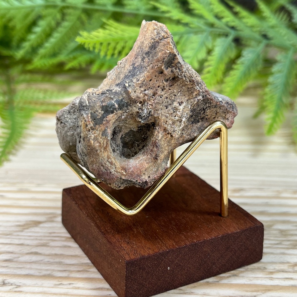 Majungasaurus Toe Bone