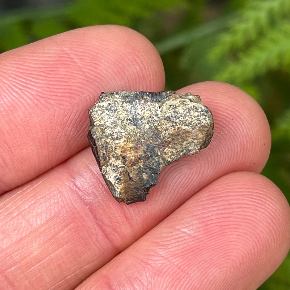 Iguanodontid Tooth (England)