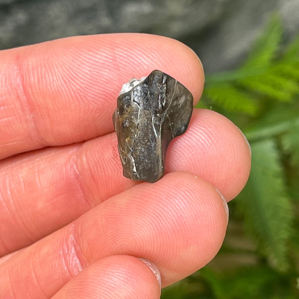 Iguanodontid Tooth (England)