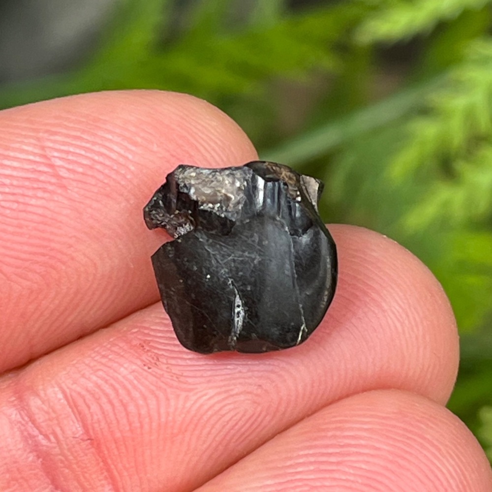 Iguanodontid Tooth (England)