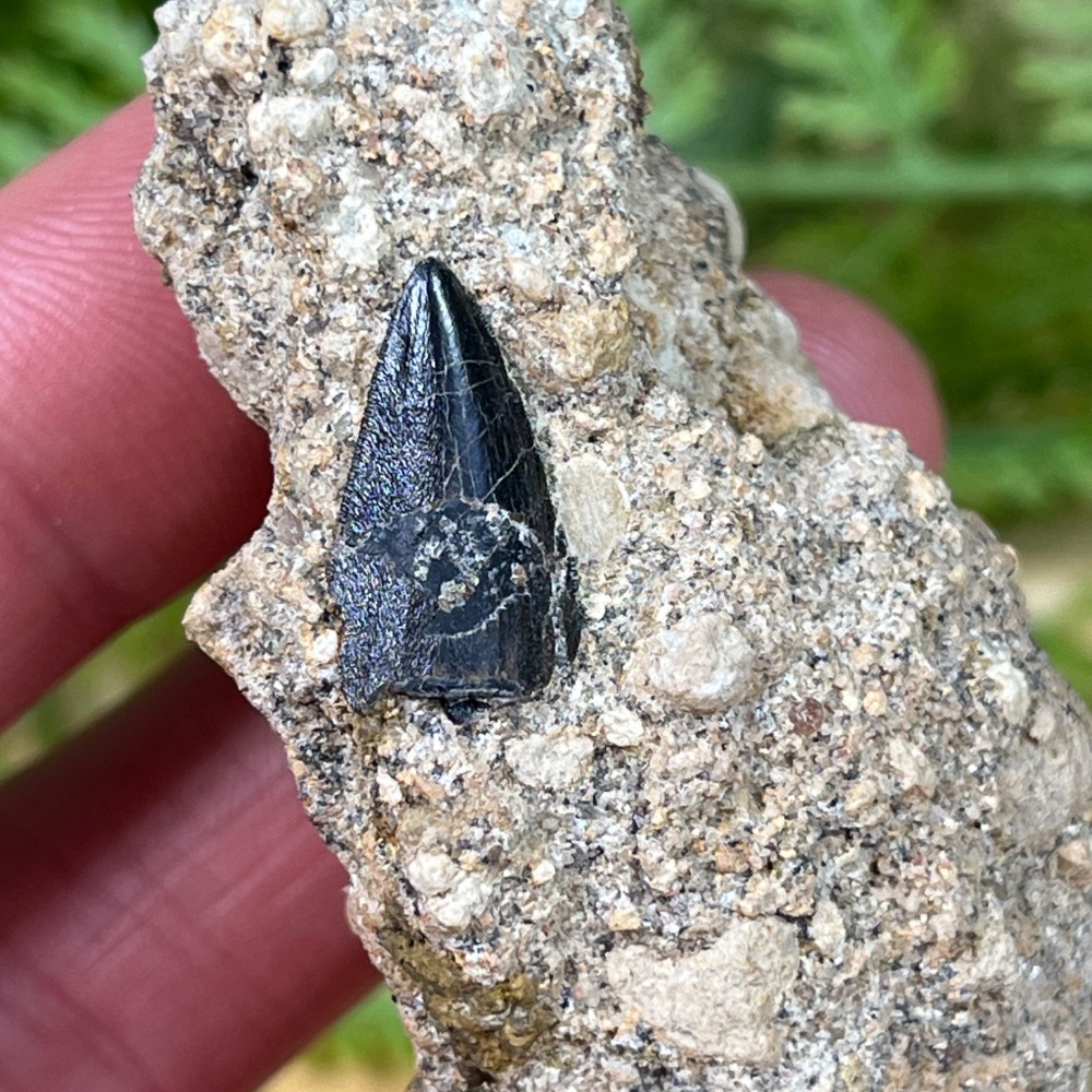 Baryonyx Tooth (Isle of Wight)