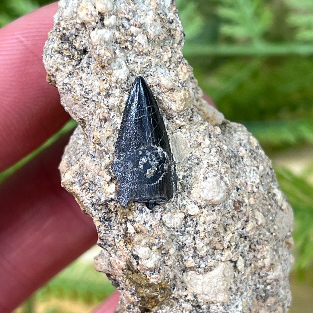 Baryonyx Tooth (Isle of Wight)