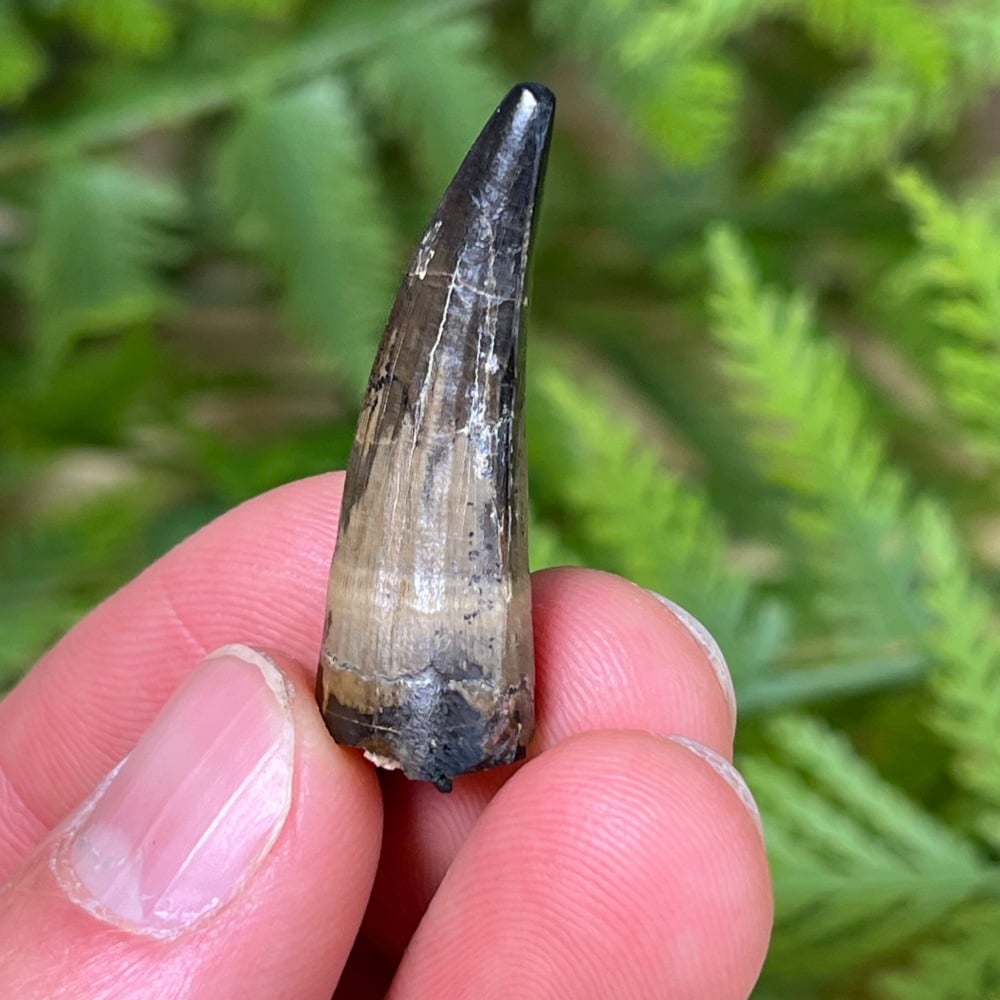 Baryonyx Tooth (Isle of Wight)