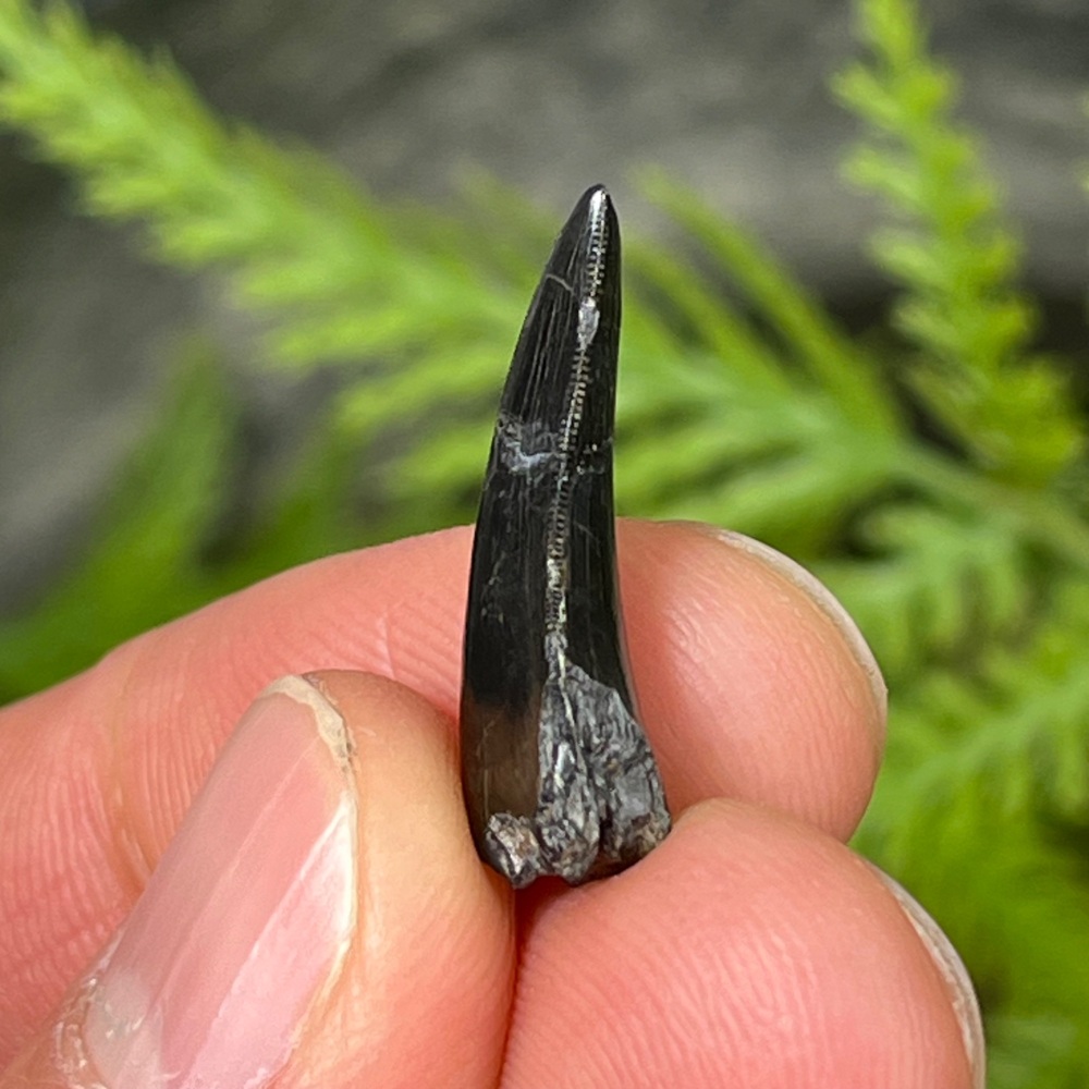 Neovenator Tooth (Isle of Wight)