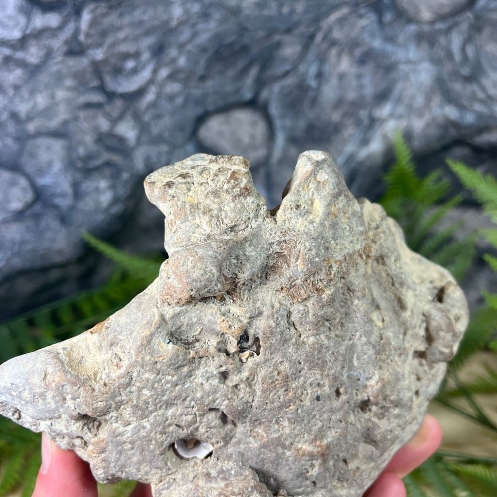 Ankylosaur Foot Cast with Skin Impressions (England)