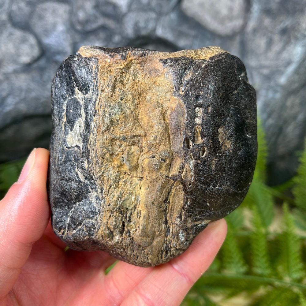 Theropod Limb Bone (England)