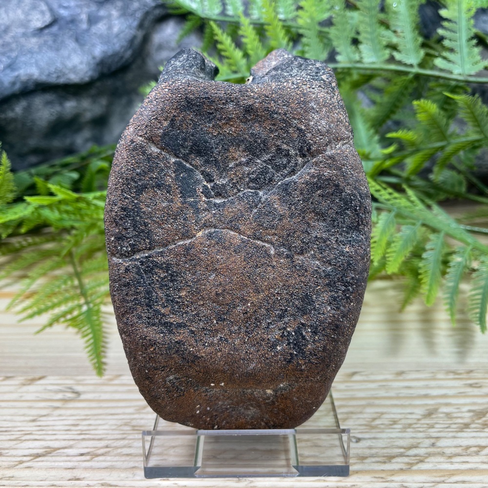 Large Iguanodontid Vertebra (England)