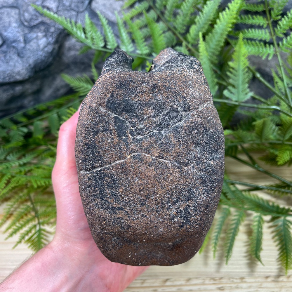 Large Iguanodontid Vertebra (England)