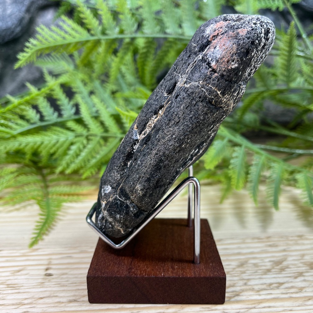 Iguanodontid Rib Bone (Isle of Wight)