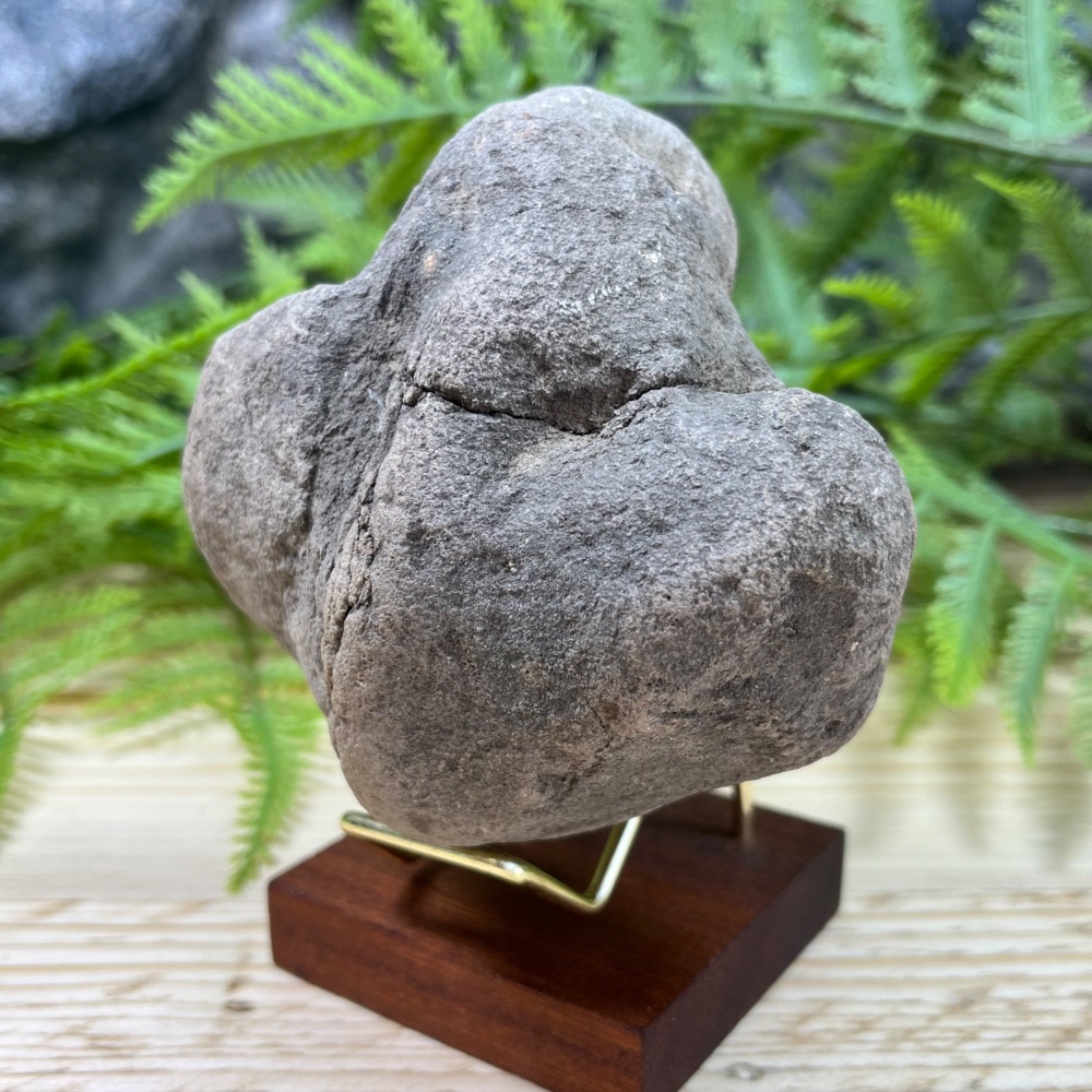 Iguanodontid Foot Cast (Isle of Wight)