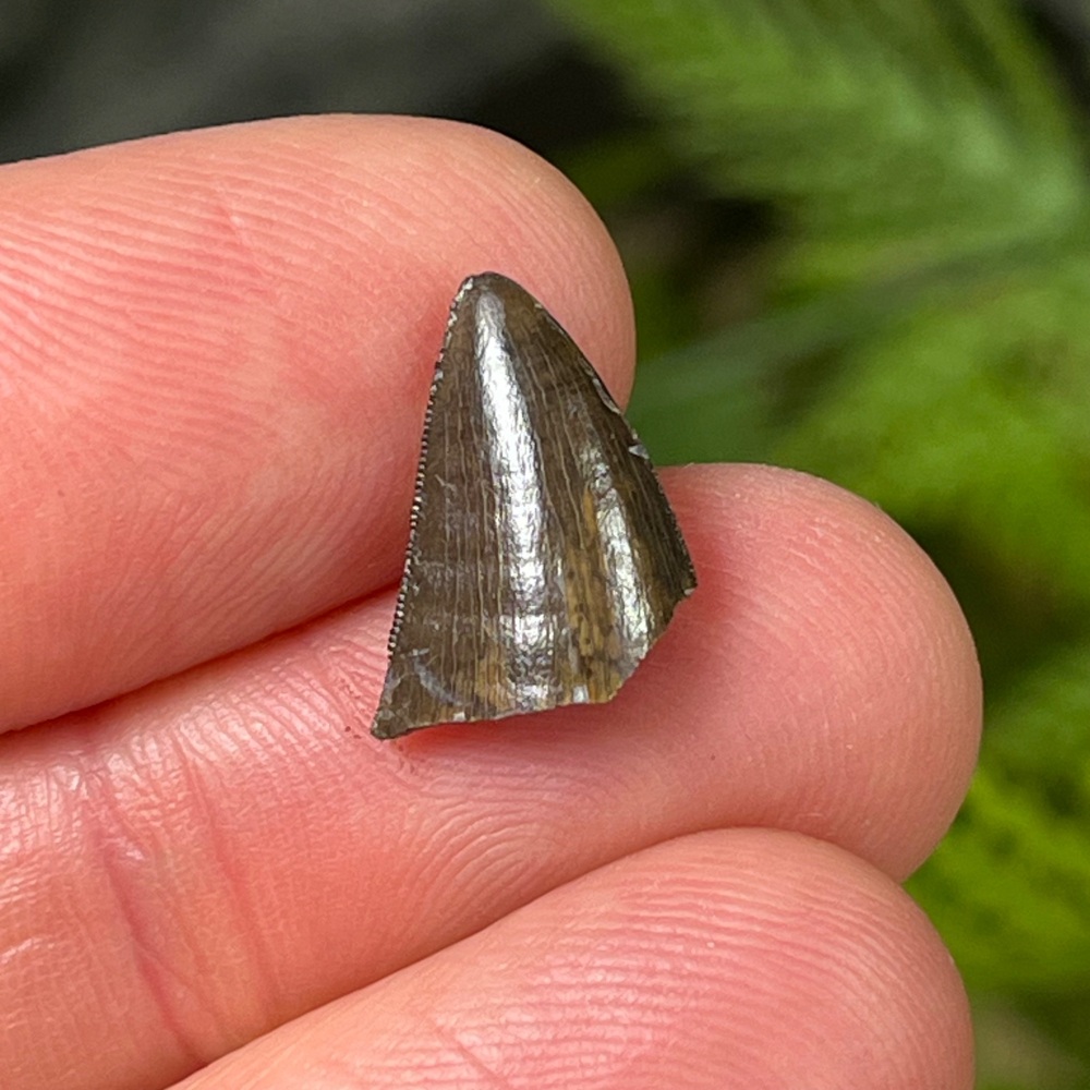 Theropod Tooth (France)