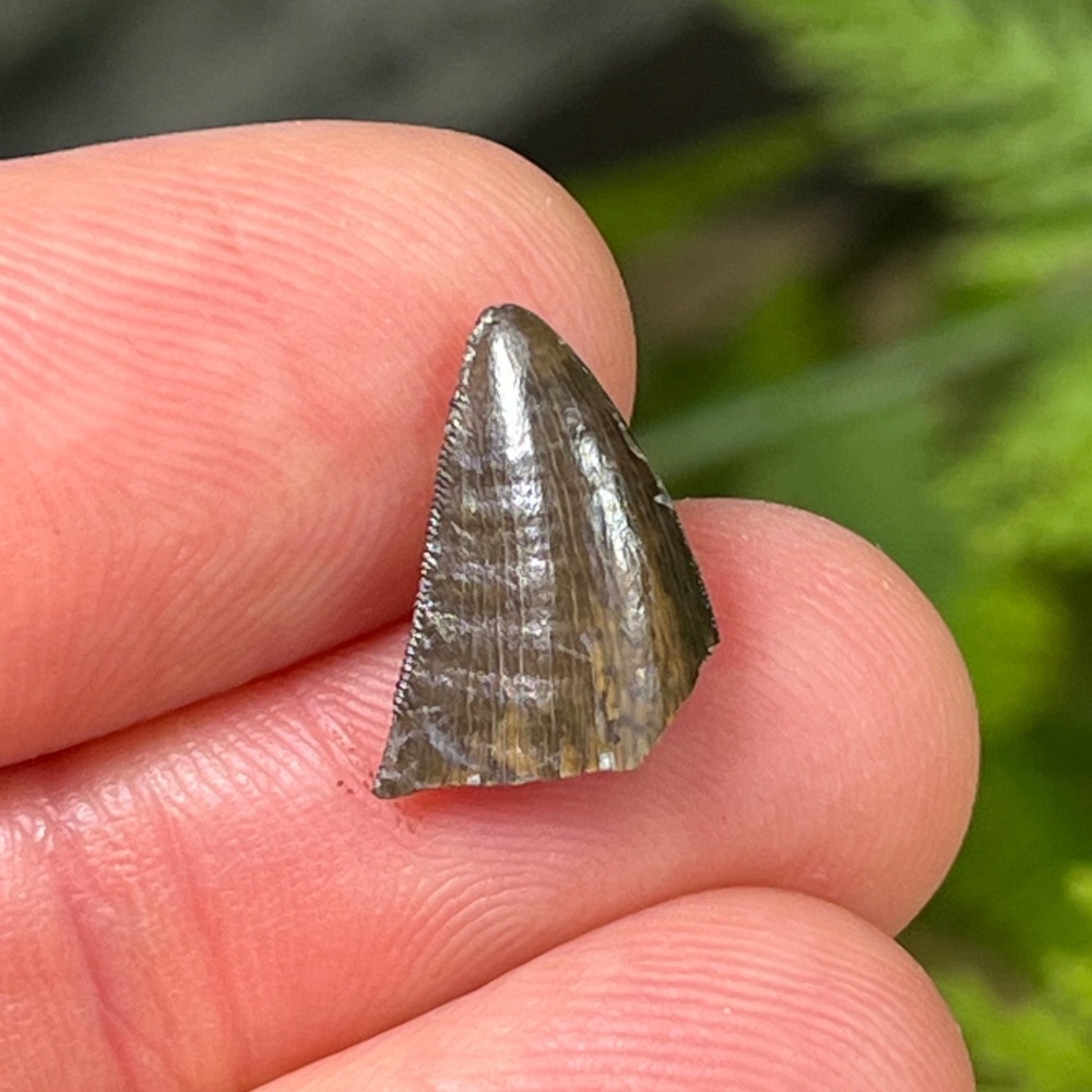 Theropod Tooth (France)