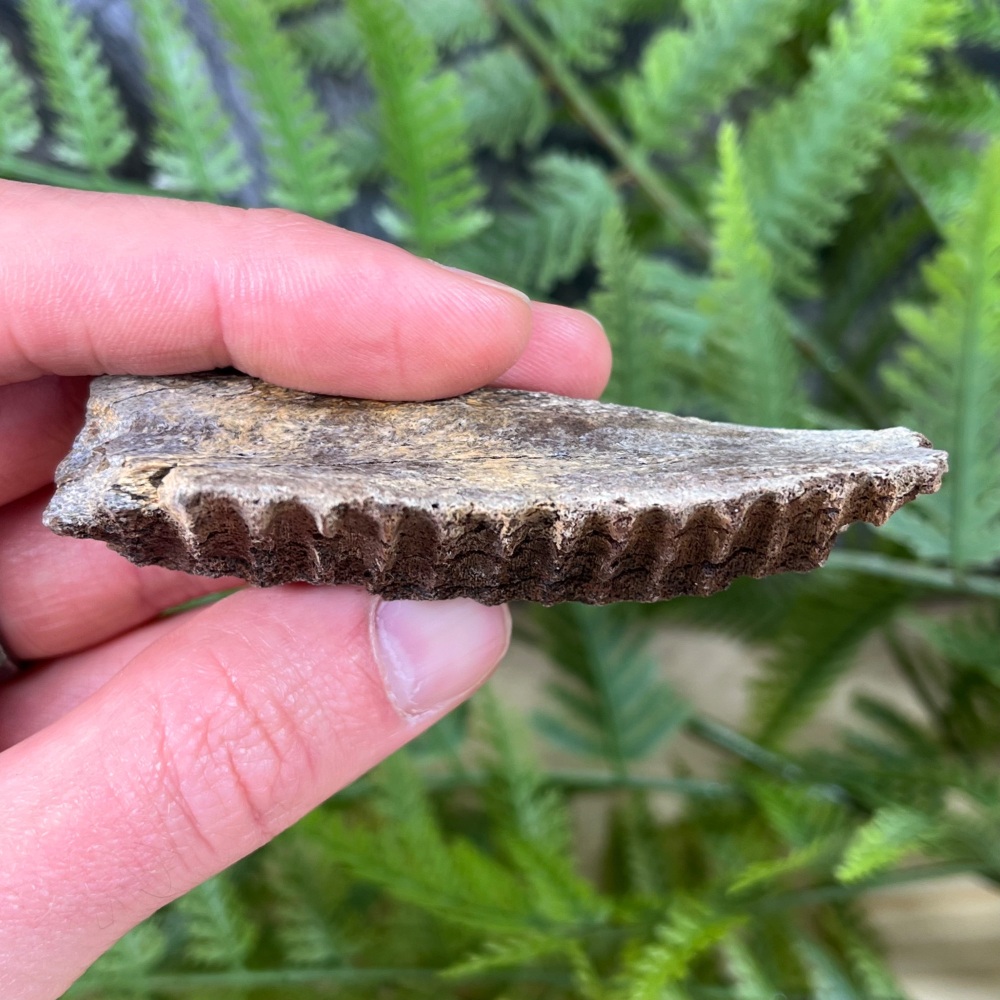 Edmontosaurus Jaw Section