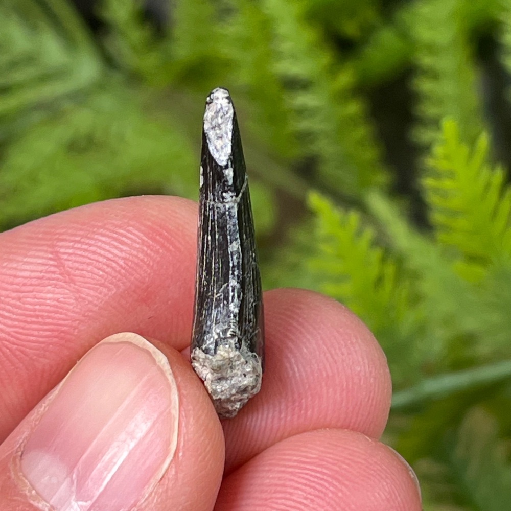 Theropod Tooth (Portugal)