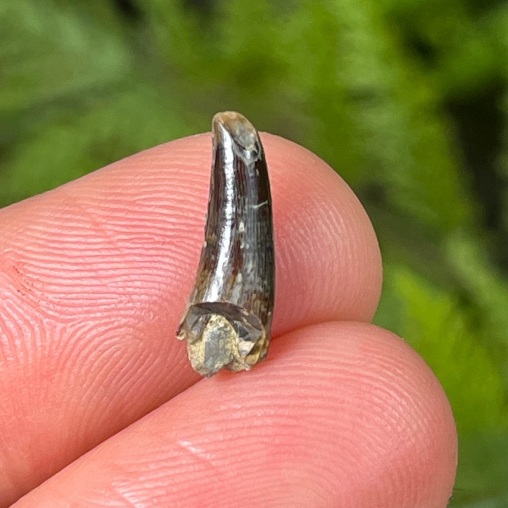 Theropod Tooth (Portugal)