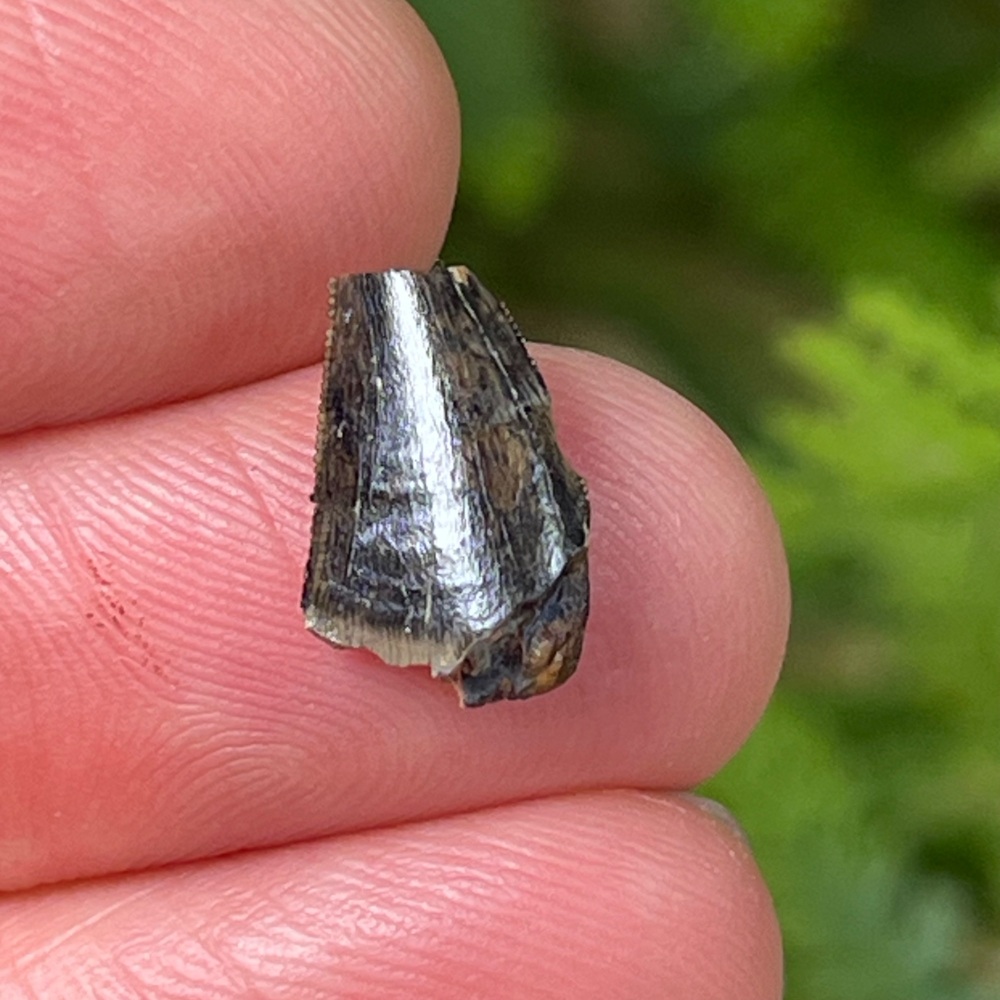 Theropod Tooth (Portugal)