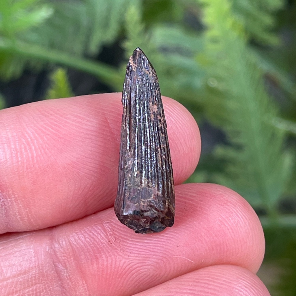 Ichthyovenator Tooth
