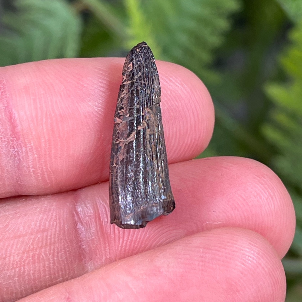 Ichthyovenator Tooth