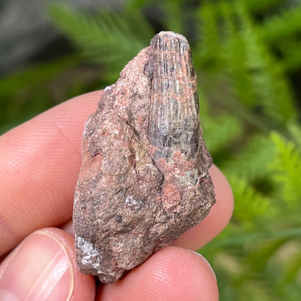 Ichthyovenator Tooth