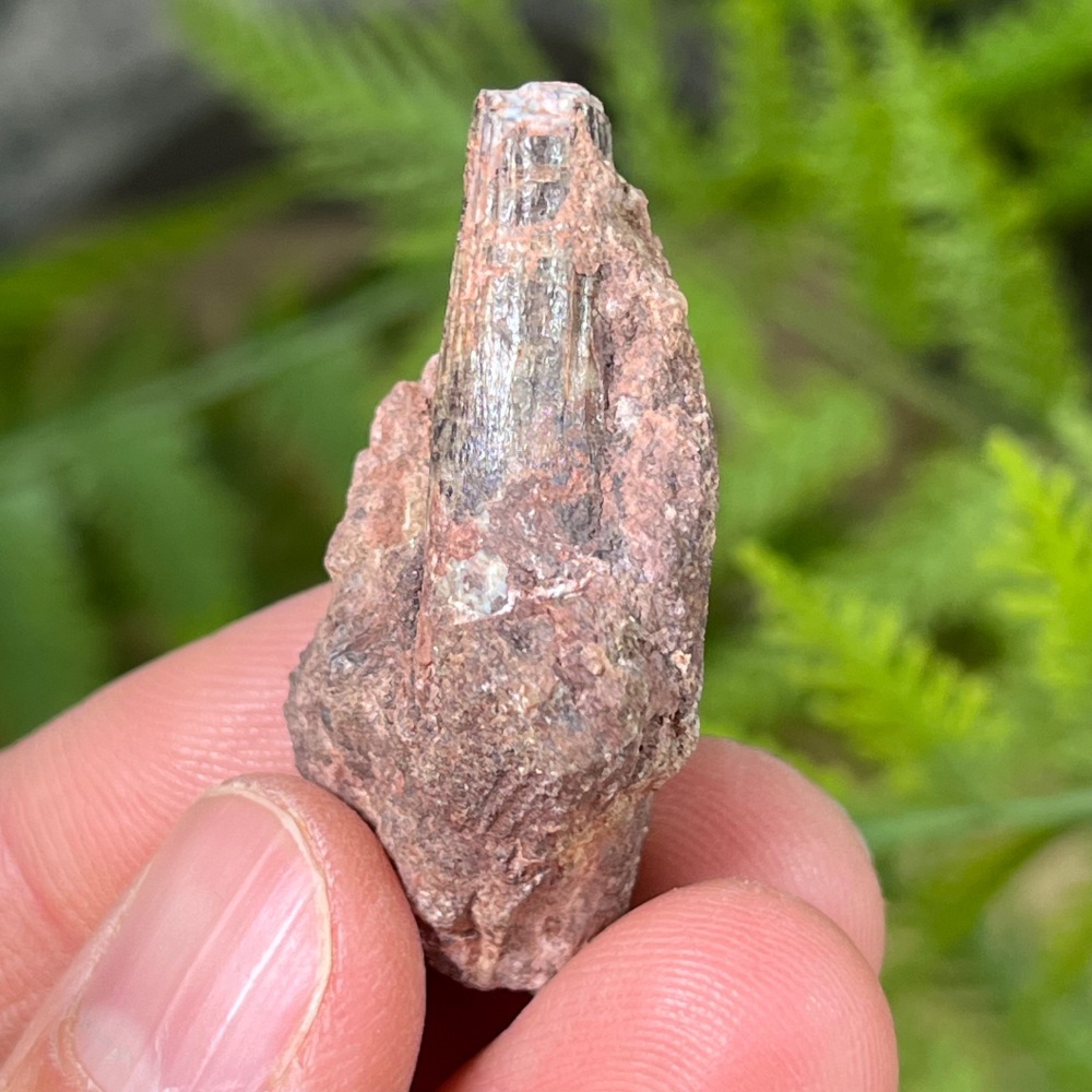 Ichthyovenator Tooth