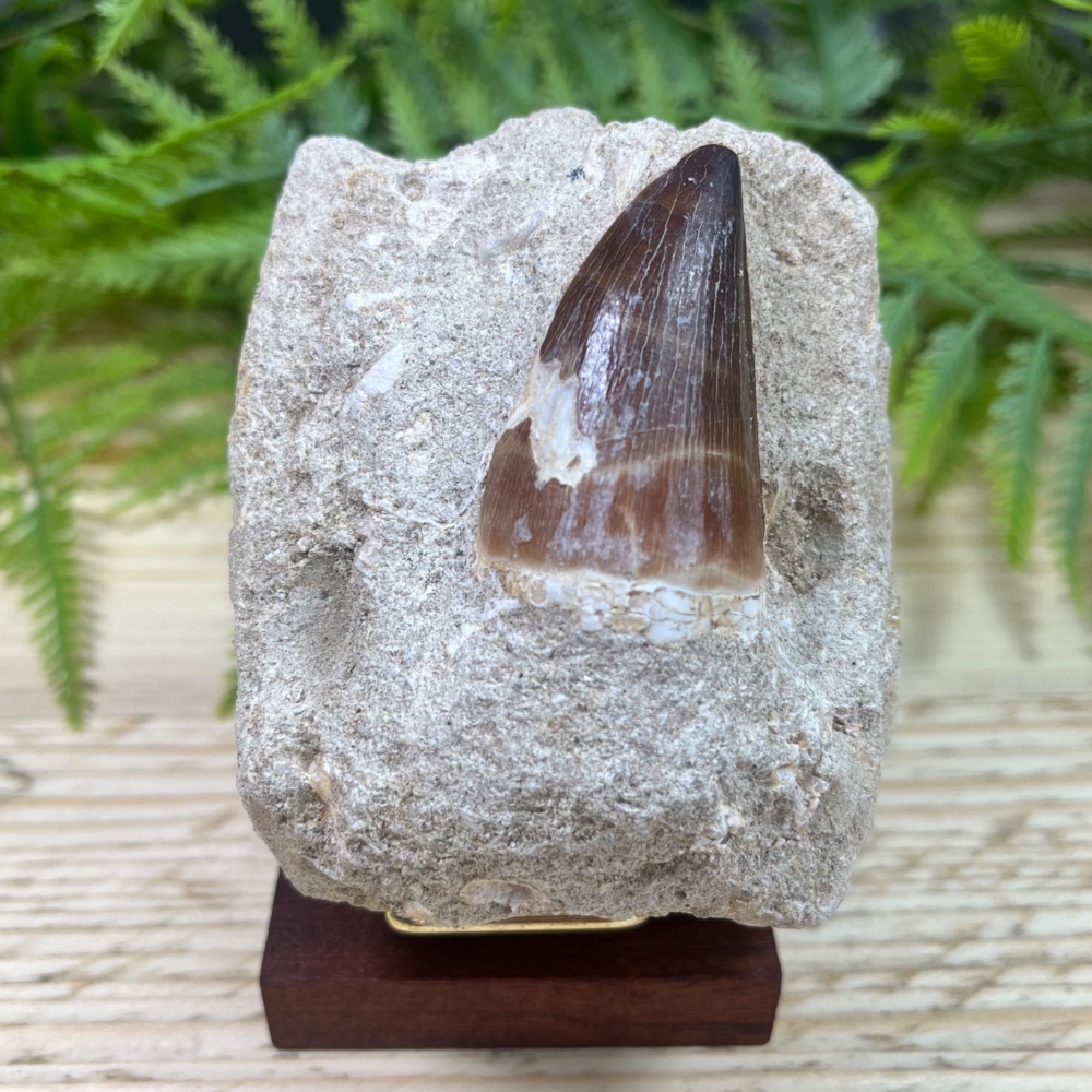Mosasaur tooth