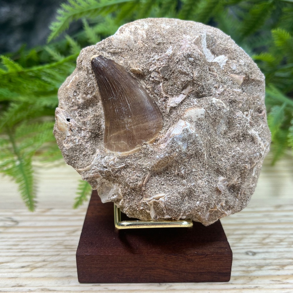 Mosasaur tooth