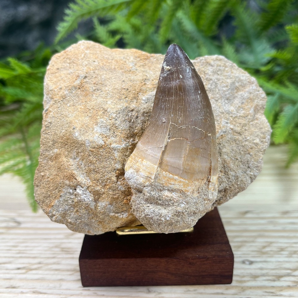Mosasaur tooth