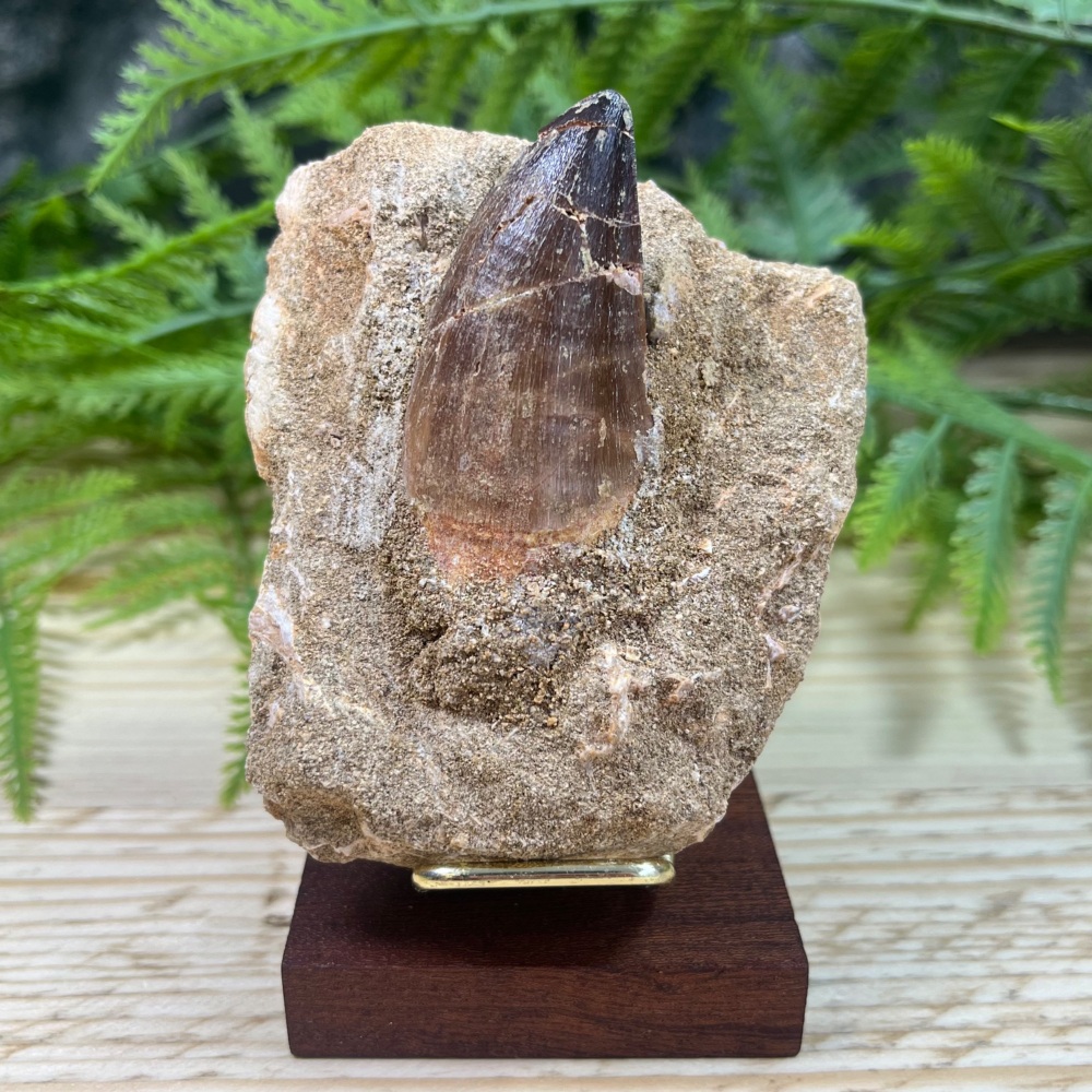 Mosasaur tooth