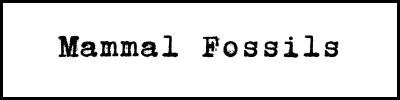 <!-- 003 --> Mammal Fossils