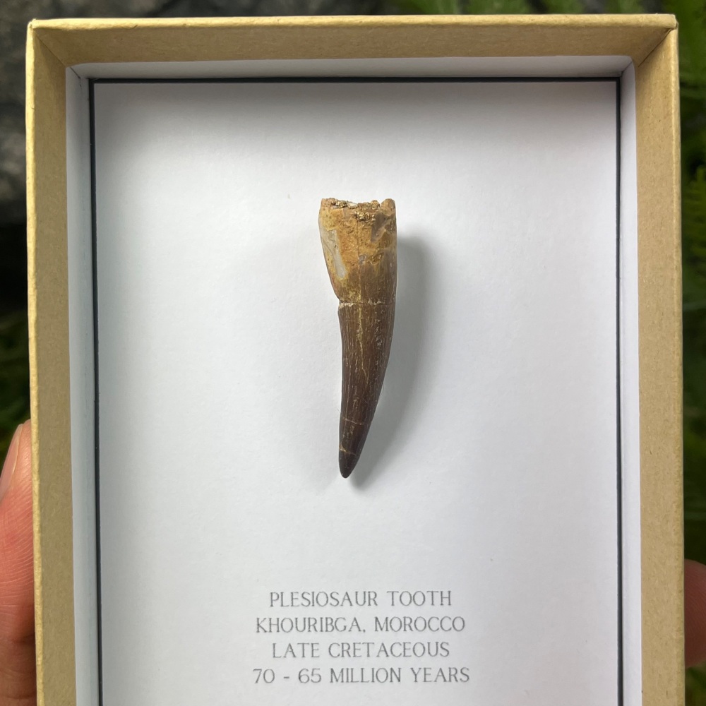 Pleiosaur tooth