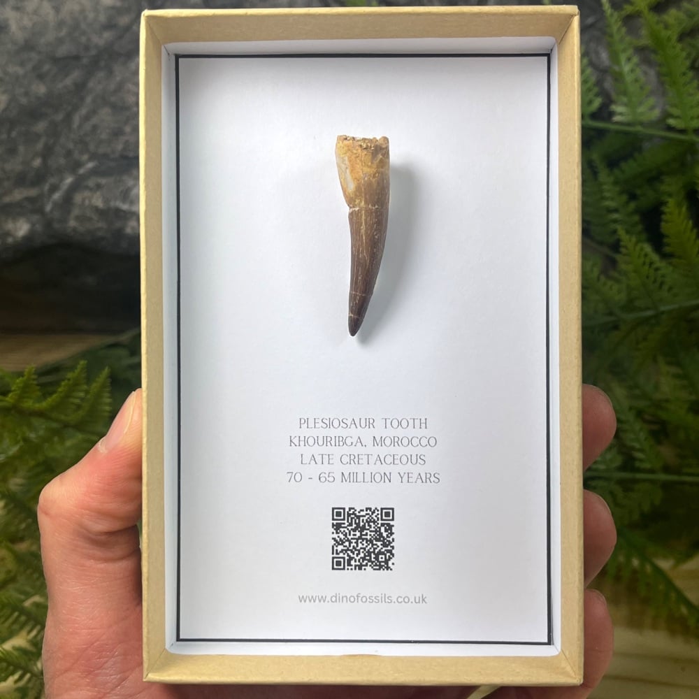 Plesiosaur tooth