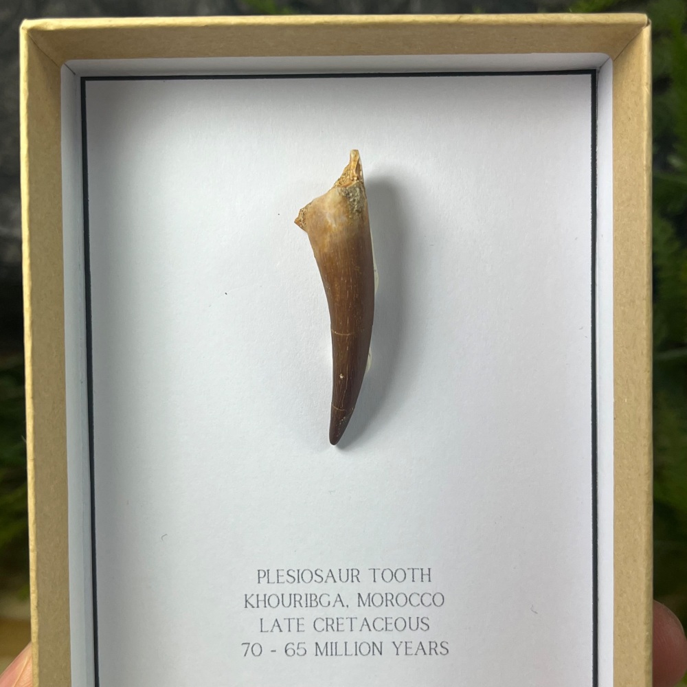 Pleiosaur tooth