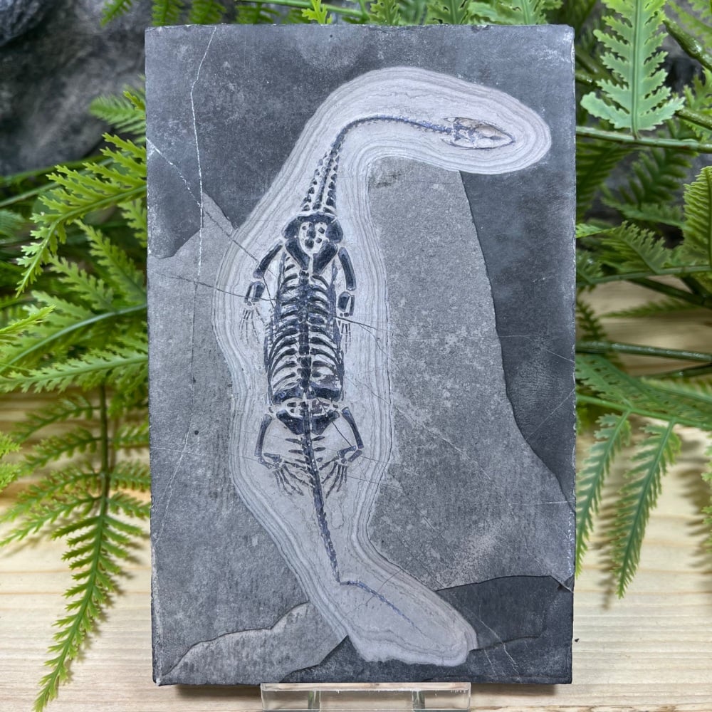 Keichousaurus hui (marine reptile)