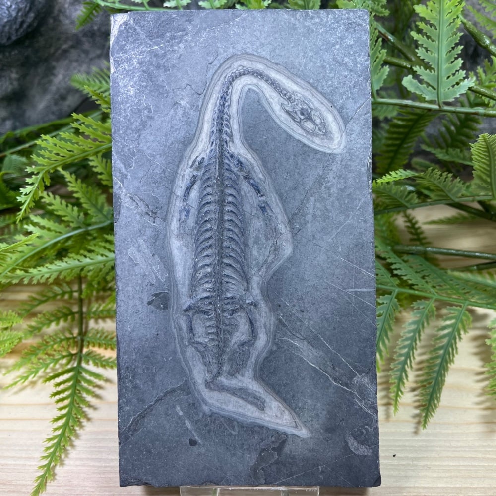 Keichousaurus hui (marine reptile)