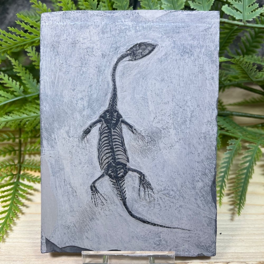 Keichousaurus hui (marine reptile)