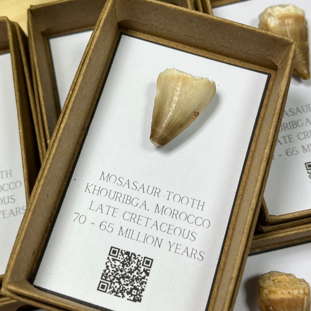 Small Mosasaur tooth