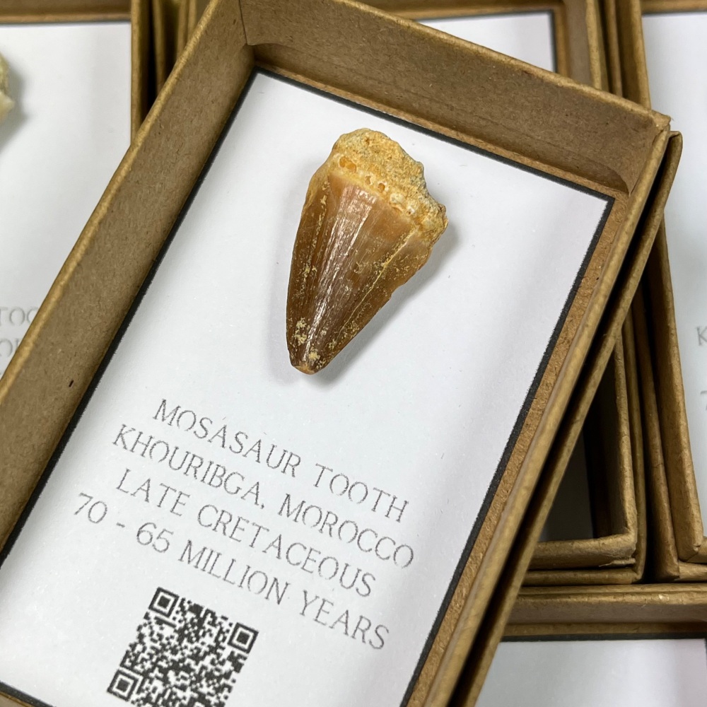 Small Mosasaur tooth
