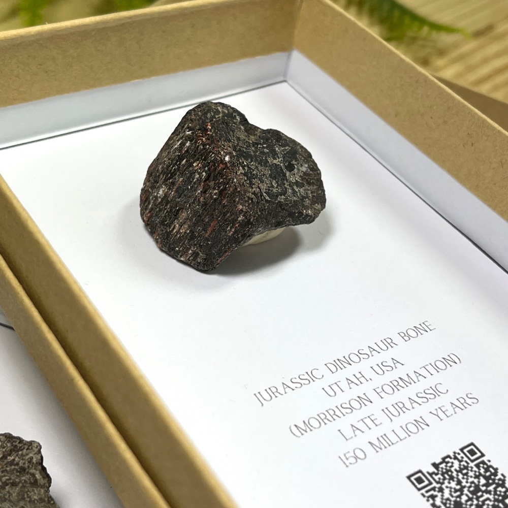 Jurassic Dinosaur Bone (Morrison Formation)
