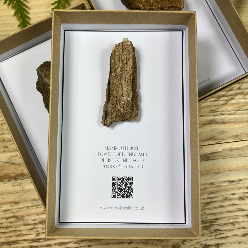 Woolly Mammoth Bone