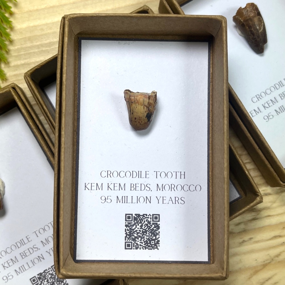 Crocodile Tooth