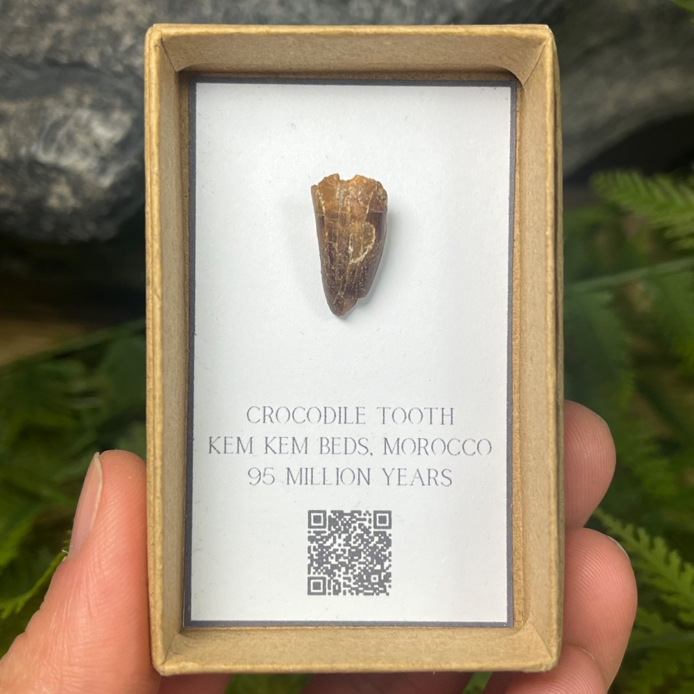Crocodile Tooth