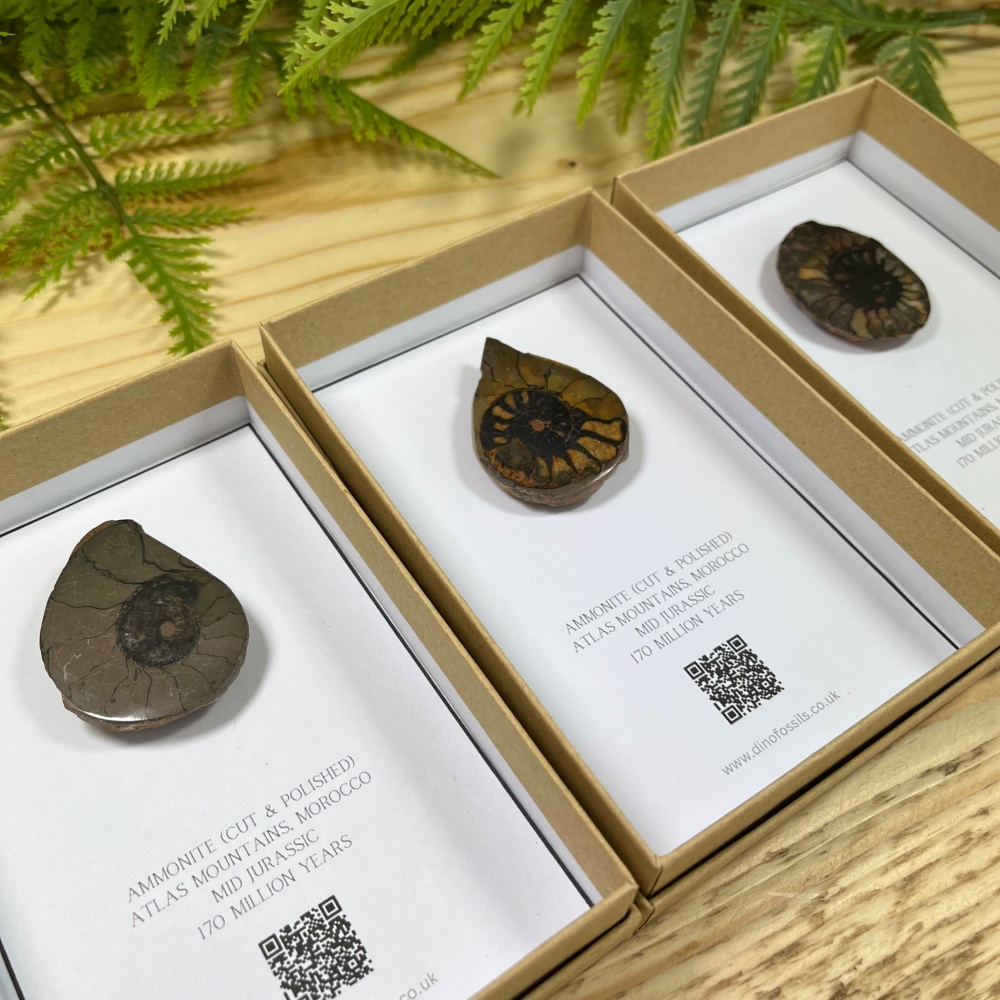 Ammonite (cut & polished half)