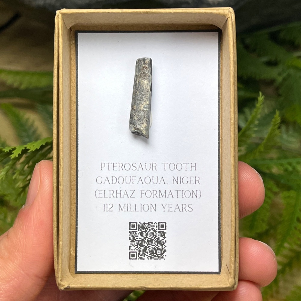 Pterosaur Tooth (ornithocheirid)