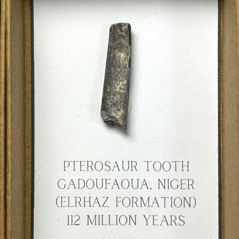 Pterosaur Tooth (ornithocheirid)
