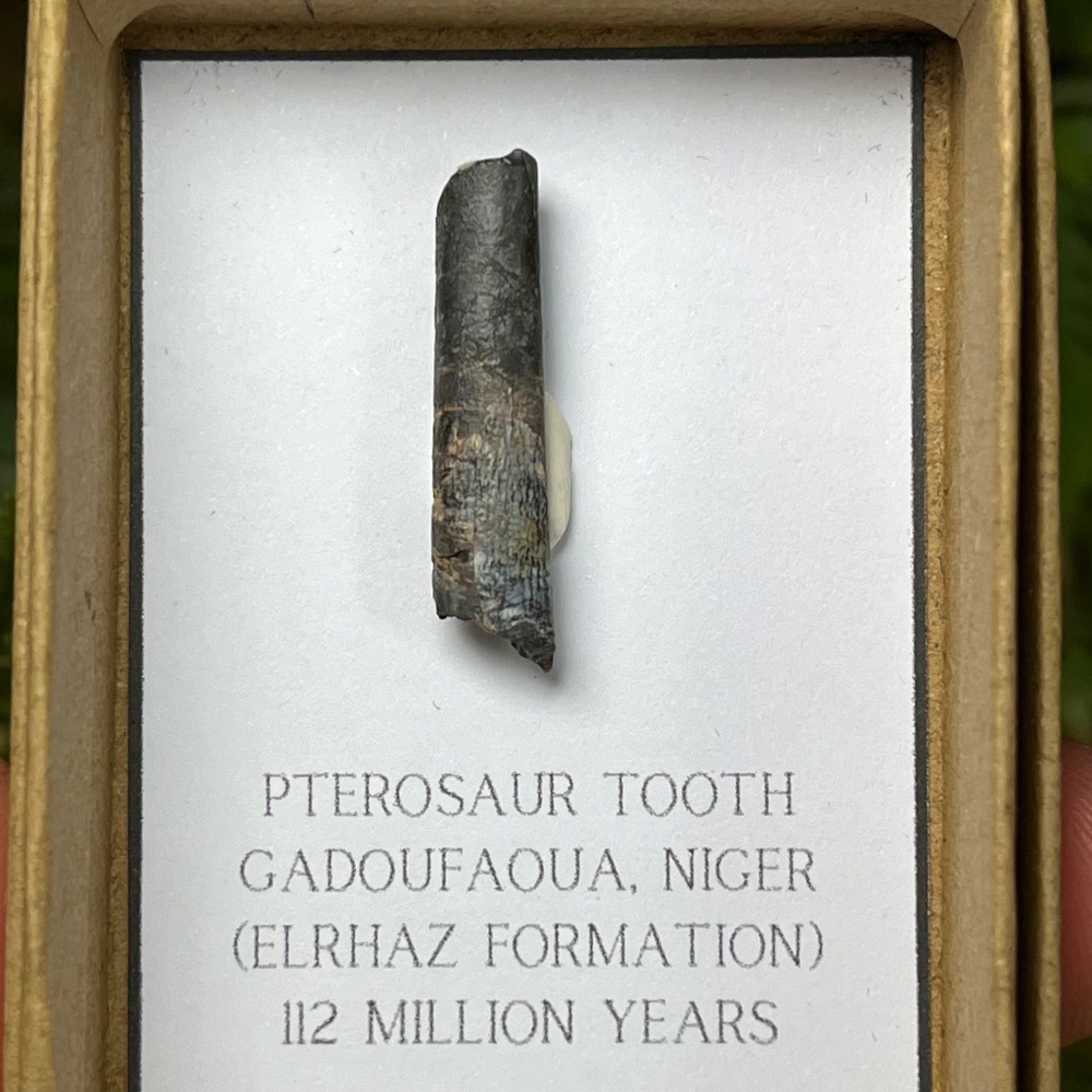 Pterosaur Tooth (ornithocheirid)
