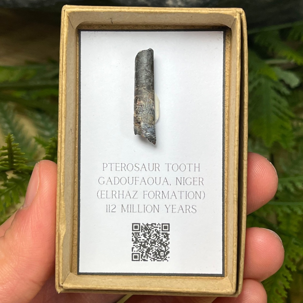 Pterosaur Tooth (ornithocheirid)