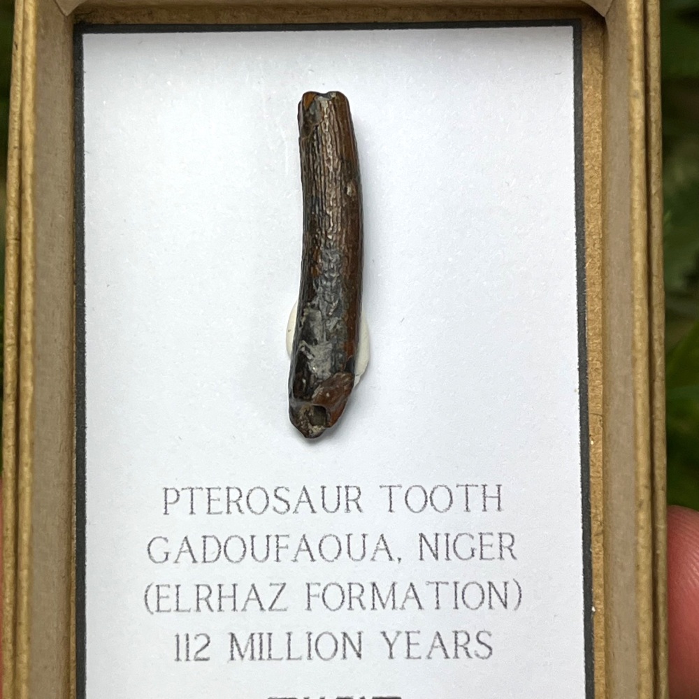 Pterosaur Tooth (ornithocheirid)