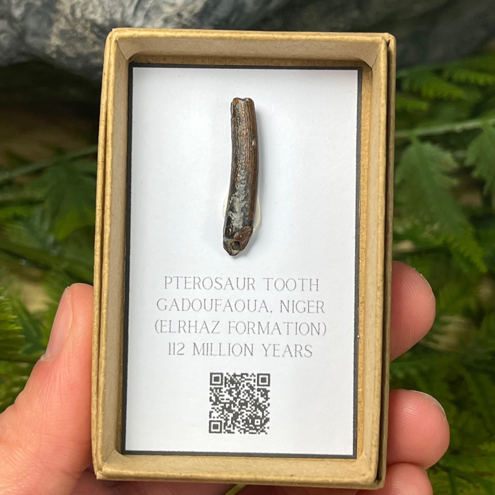 Pterosaur Tooth (ornithocheirid)